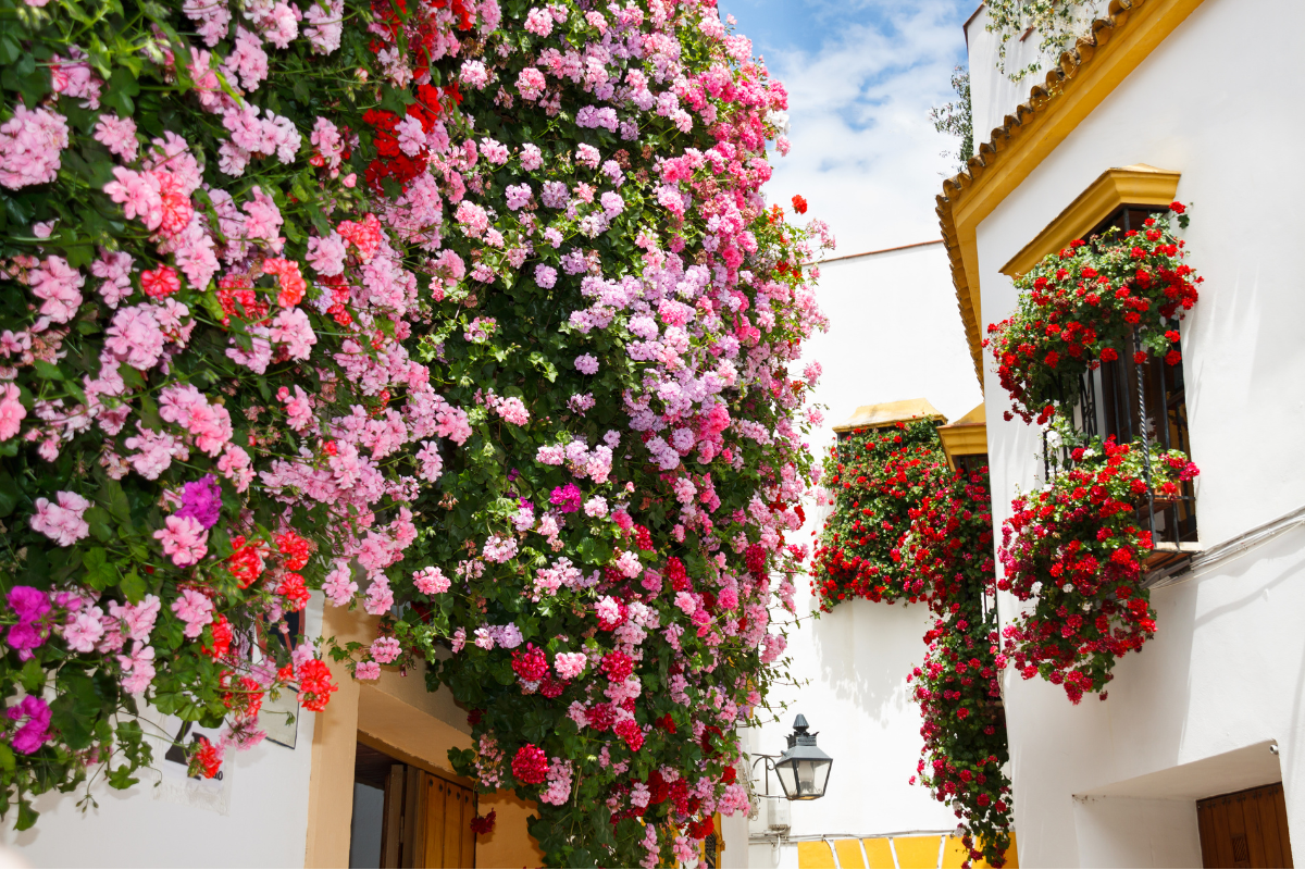Cuando mudarse es mover 700 macetas. La logística oculta del Festival de los Patios de Córdoba 2 Cuando mudarse es mover 700 macetas: la logística oculta del Festival de los Patios de Córdoba